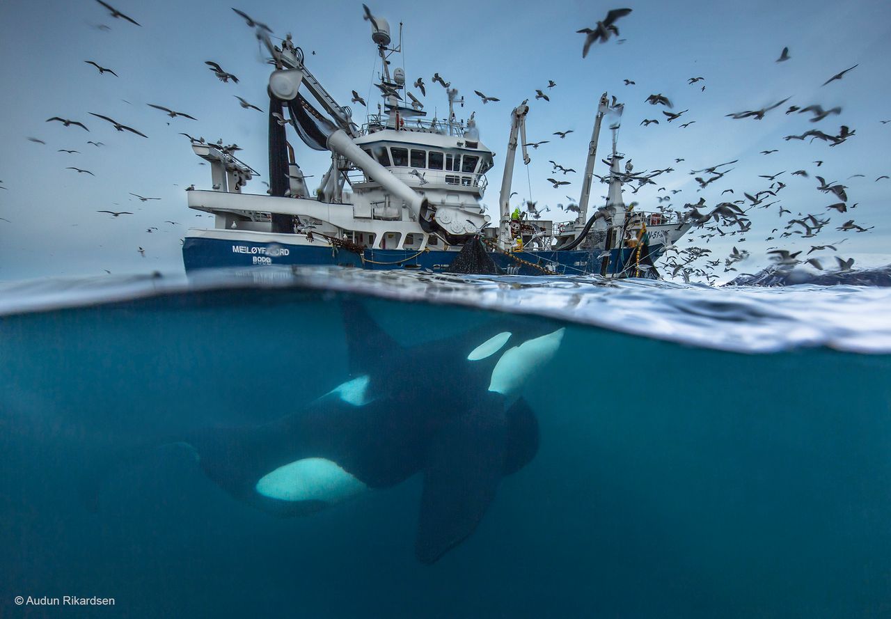 Fotografie finalistów Wildlife Photographer of the Year 2016 pokazują zachwycające piękno przyrody