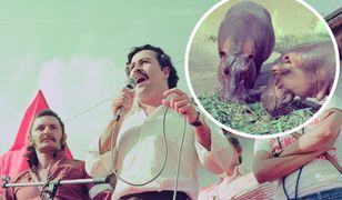 "Hipopotamy Escobara" są śmiertelnym zagrożeniem. Ekolodzy biją na alarm