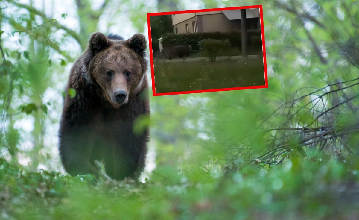 lokalne, niedźwiedzie bieszczady, dzieci Groźnie w Bieszczadach. Sytuacja jest dramatyczna. Nie wypuszczę syna z domu