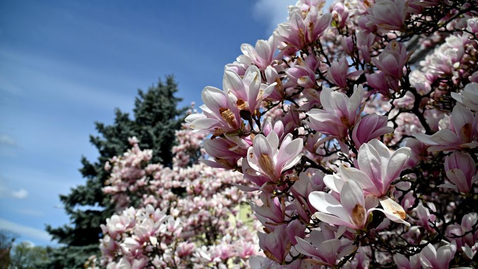 Kwitną już pierwsze kwiaty magnolii 
