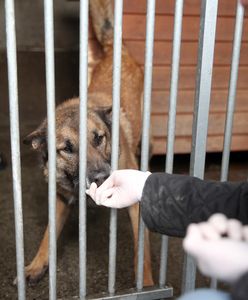 Koronawirus w Polsce. Kara za uratowanie katowanych zwierząt? Niepokojące informacje z Wałbrzycha
