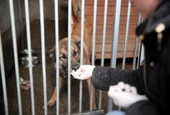 Koronawirus w Polsce. Kara za uratowanie katowanych zwierząt? Niepokojące informacje z Wałbrzycha