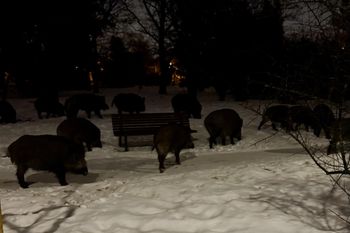 Pojawiły się w centrum Warszawy. Od razu chwyciła za telefon