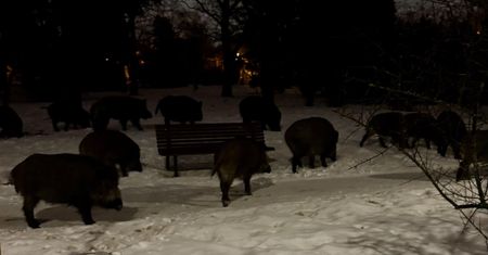 Pojawiły się w centrum Warszawy. Od razu chwyciła za telefon