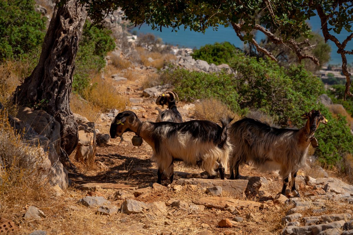 Kozy zdominowały włoską wyspę (zdjęcie ilustracyjne) 