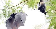 Koronawirus. Wyniszczanie środowiska naturalnego doprowadzi do większej ilości pandemii – alarmują naukowcy