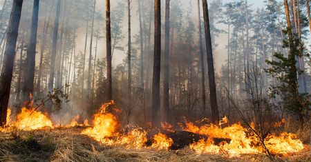 Pożar lasu w Ostrowcu Świętokrzyskim