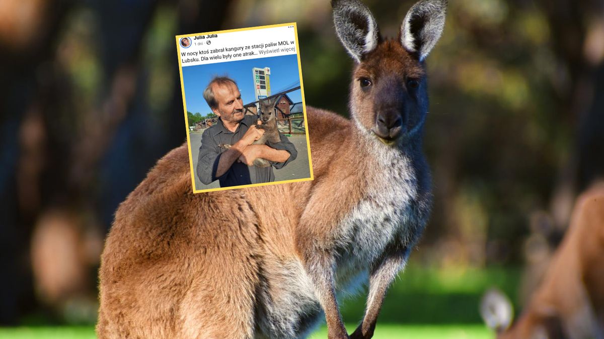 Szokująca kradzież w Lubsku - z wybiegu zniknęły kangury