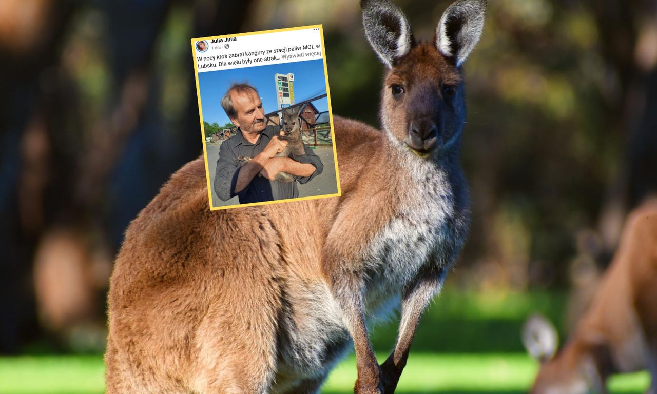 Kangury zniknęły bez śladu. Apel wnuczki porusza serca
