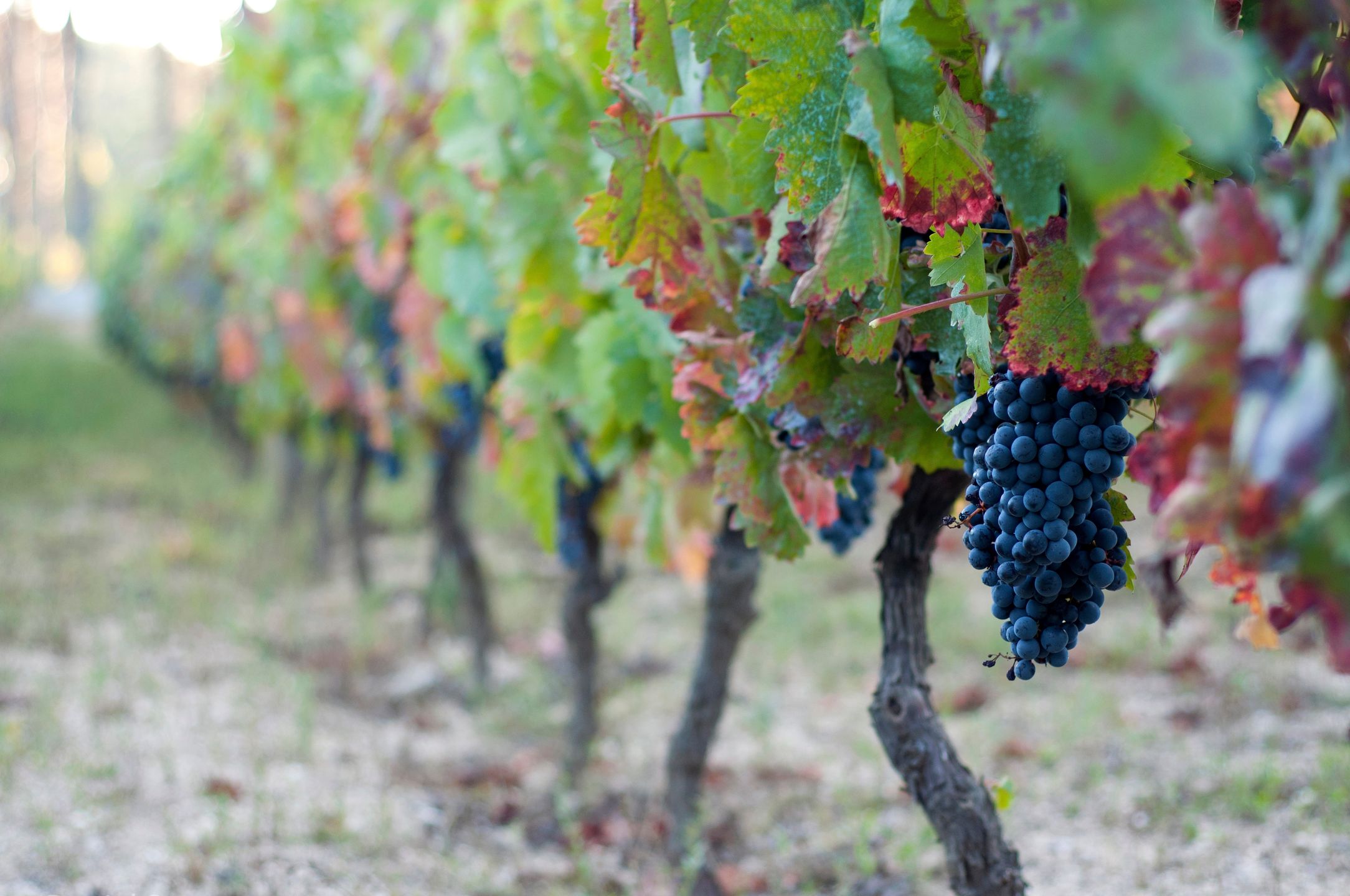 Region Dão to jeden z najstarszych regionów winiarskich Portugal