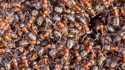 Jest śmiertelny dla kleszczy. Będą się trzymać z daleka