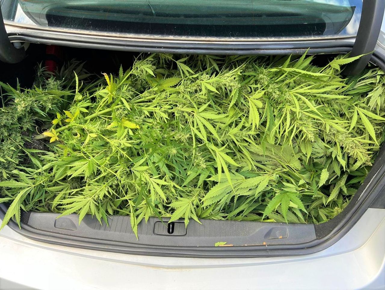 Oświęcim: Nielegalna plantacja konopi indyjskich. Policja szuka właściciela