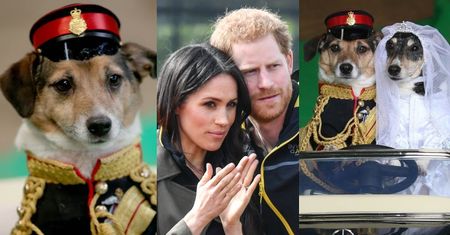 "Pieskie royal wedding": Jacob i Jessica też wzięli królewski ślub. Ładna z nich para?
