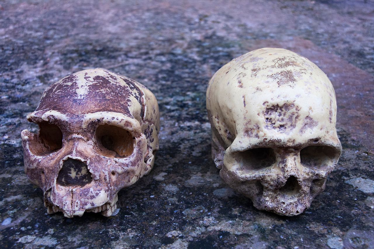 Niektóre wady rozwojowe mózgu odziedziczyliśmy po neandertalczykach