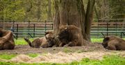 Puszcza Białowieska. Najstarszy las w Polsce i jego naturalne bogactwa