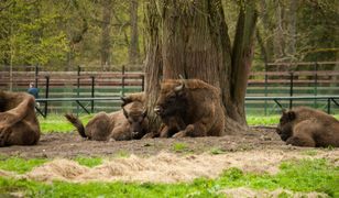 Puszcza Białowieska. Najstarszy las w Polsce i jego naturalne bogactwa