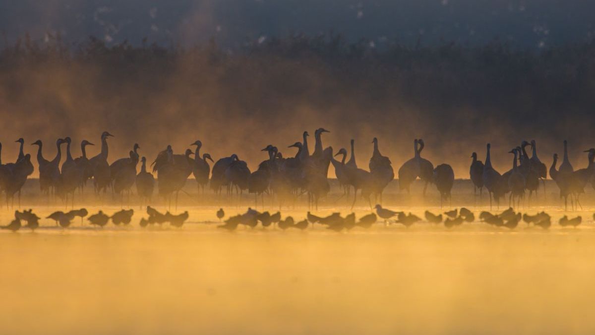 Leśnicy: "To już!" Żurawie wróciły do Wielkopolski