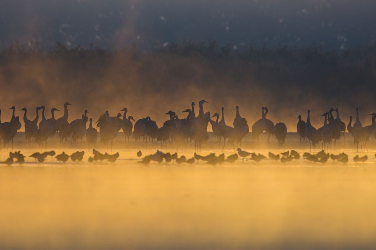 Zobaczyli je z daleka. Dziesiątki w bagnie. Leśnicy: "to już!"