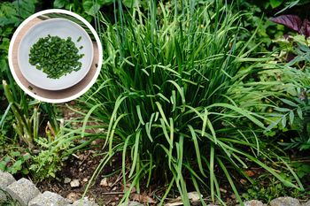 Większość po nim depcze, a ja zbieram i siekam do kanapek. Smaczniejszy od szczypiorku.