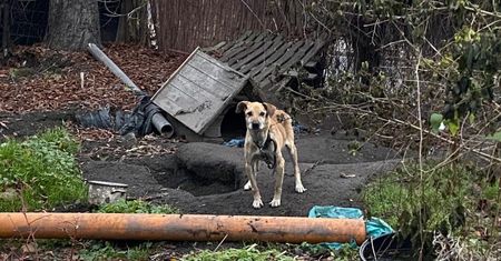 Łozina. Skrajnie zaniedbany pies. Bulwersująca interwencja Ekostraży