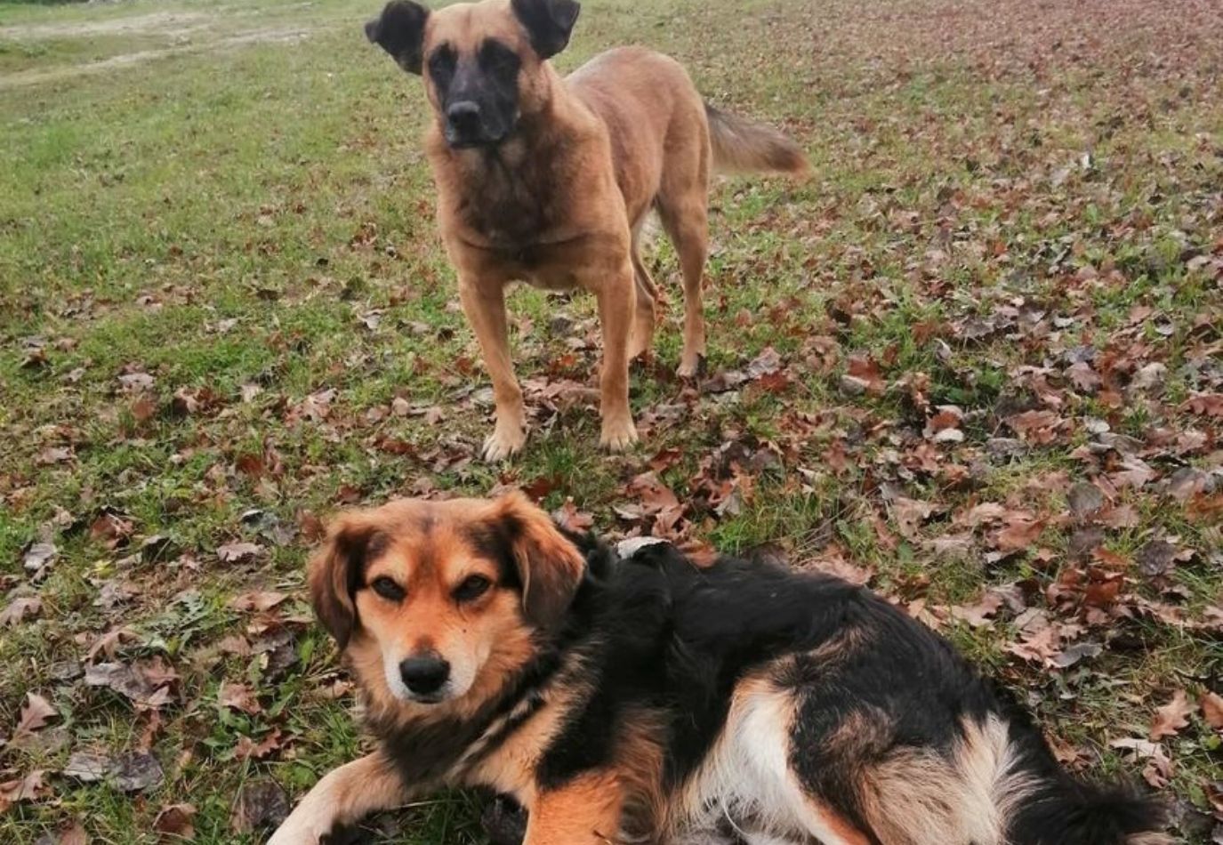 Urzędnicy zabrali psom budy. Internauci są oburzeni