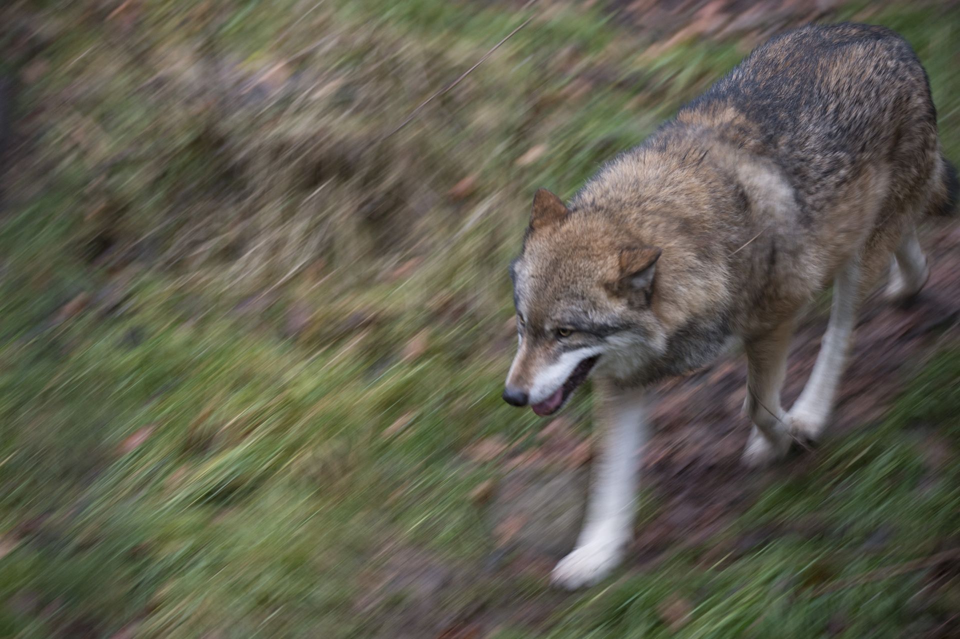 Wilk rzucił się na kobietę. Próbowała mu pomóc