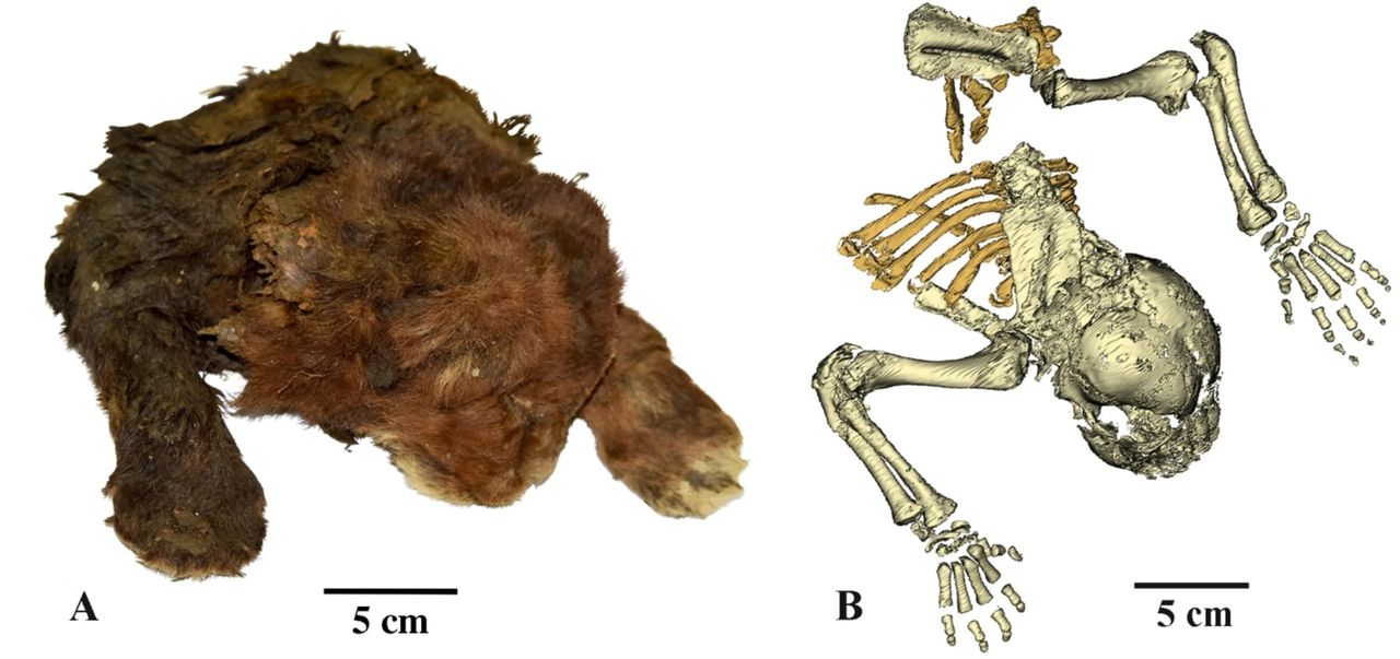 Frozen animal remains and a CT scan image.