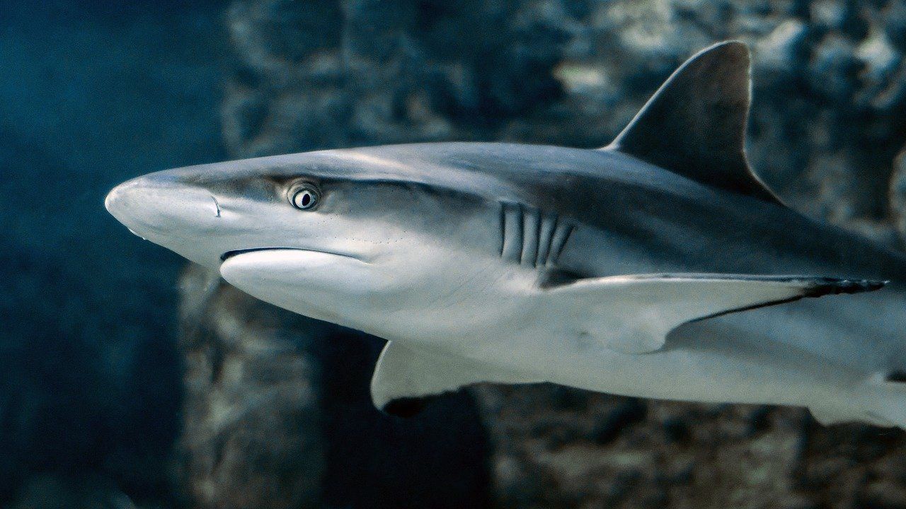 Brutalny atak rekina w Australii. Nie żyje surfer