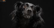 Czarne psy na czarnym tle. Piękne portrety