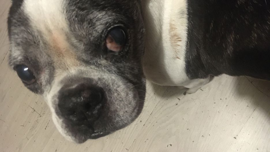 Wrocław. Wiele zwierząt domowych w dniach poprzedzających Sylwestra i w Nowy Rok przeżywa  koszmar. Petardy to dla nas zabawa, dla nich trauma