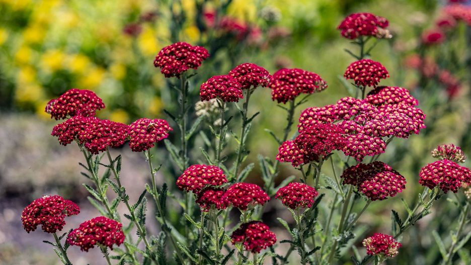 Krwawniki w Ogrodzie Botanicznym Uniwersytetu Jagiellońskiego w Krakowie. Rośnie tu m.in. krwistoczerwony krwawnik pospolity &#39;Red Velvet&#39; (Achillea millefolium &#39;Red Velvet)