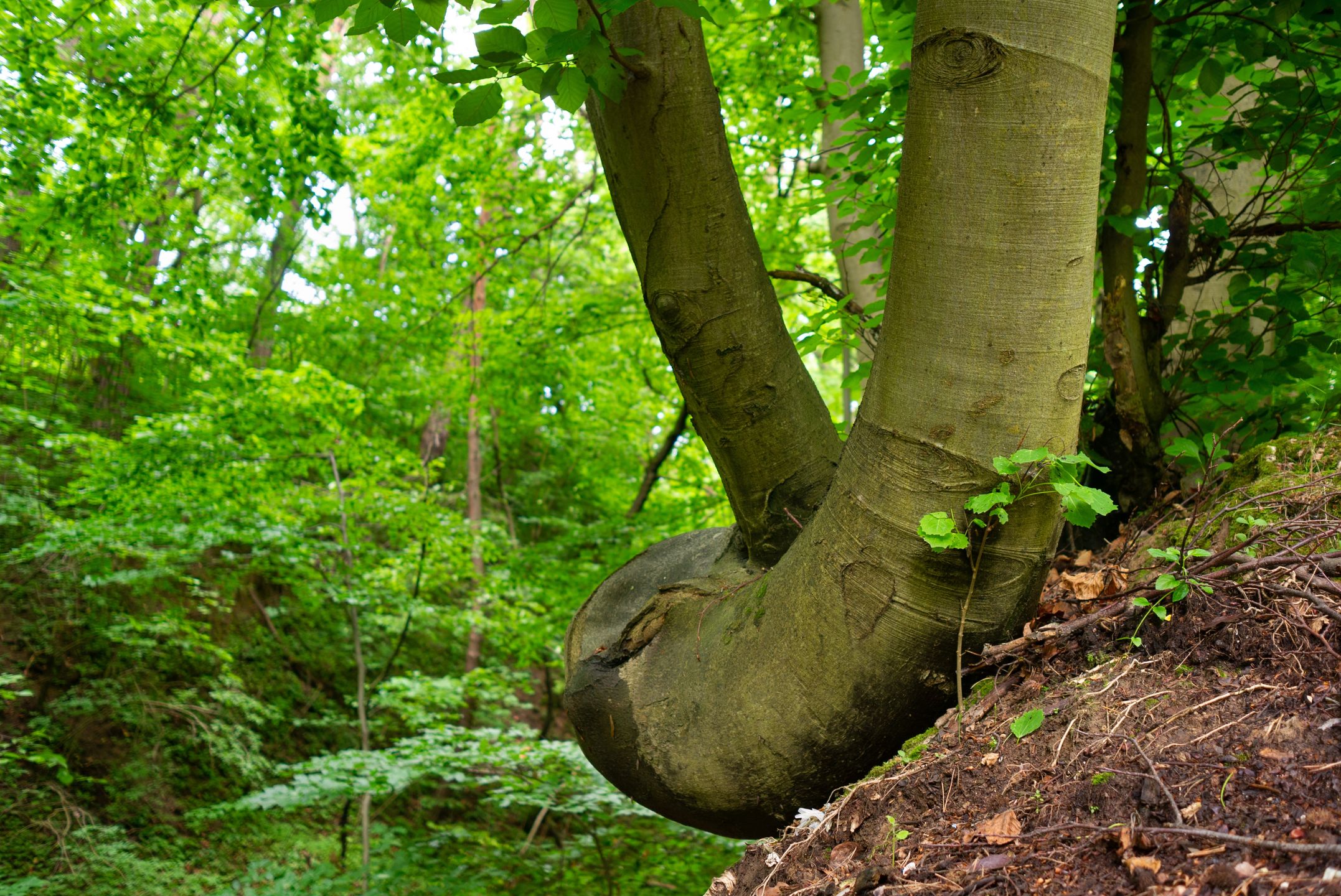 Szczebrzeszyński Park Krajobrazowy to coś dla miłośników obcowania z naturą