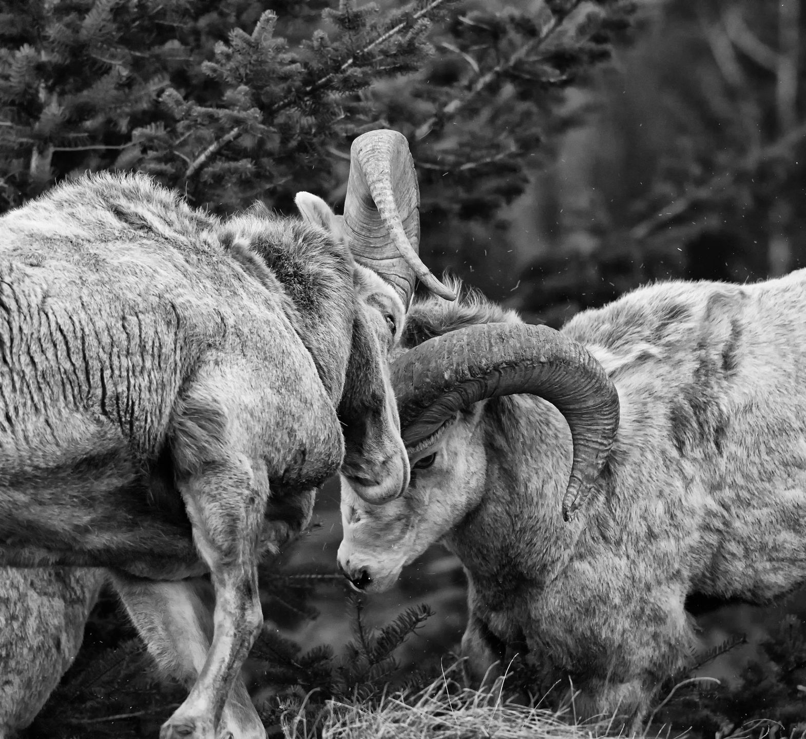 Mistrzowskie fotografie plenerowe w konkursie Outdoor Photographer of the Year 2014 13