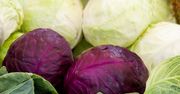 Czerwona kapusta - właściwości, wartości odżywcze i korzyści zdrowotne