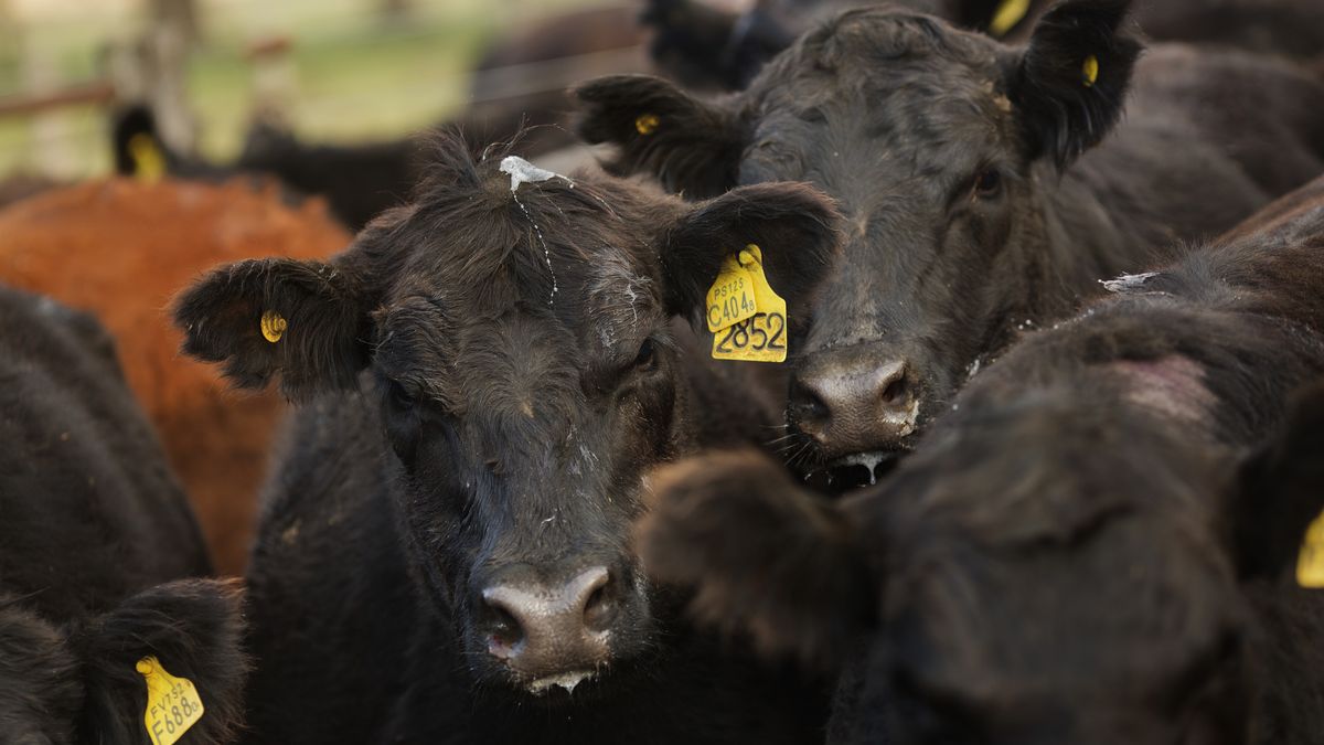 Cattle Are Driven To Market As WTO Ruling Clears Way For Beef Exports To U.S.
Aberdeen Angus cows are driven into a corral on the Estancia La Argentina farm in San Antonio de Areco, Argentina, Monday, July 27, 2015. Argentina can resume beef exports to the U.S. on September 1, after being banned since 2001 following a foot-and-mouth disease outbreak in Argentina's cattle herd. Photographer: Victor J. Blue/Bloomberg via Getty Images
Bloomberg
AMERICAS; SOUTH AMERICA, LATIN AMERICA; LATAM; LAT AM, ARGENTINA; ARGENTINE, CATTLE DRIVE; BEEF EXPORTS, AGRICULTURE; AGRICULTURAL, COWBOY; GAUCHO, RANCH; RANCHER; COW; COWS