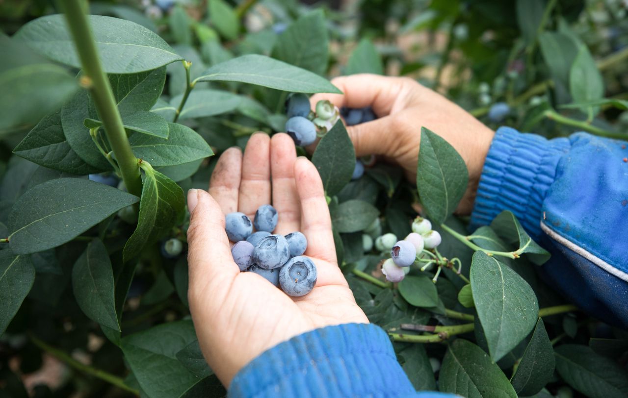 Ukraińcy nie chcą pracować przy zbiorach. Plantatorzy rozkładają ręce