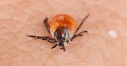 Kleszcze nie lubią tej grupy krwi. Nie będą się zbliżać