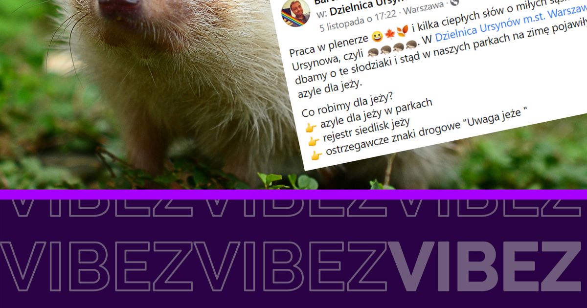 Warszawa Buduje Azyle Dla Jeży Dzięki Nim Te Słodkie Maluchy Przetrwają Zimę Vibez 3827