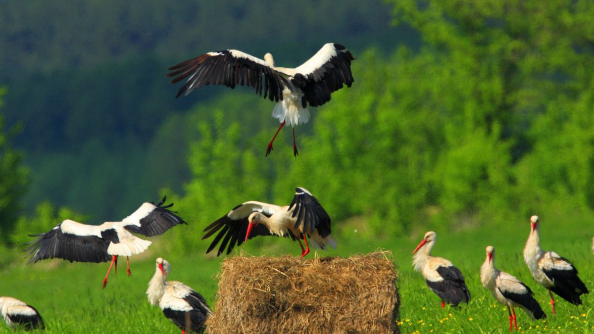 Bociany szykują się do odlotu