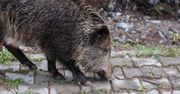 Lębork: Coraz więcej chorych dzików. Kolejne ogniska ASF