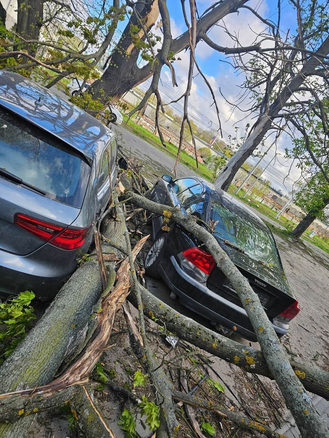 Konar spadł na zaparkowane samochody na ul. Długiej