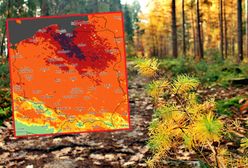 Zagrożenie pożarowe w Polsce. "W niektórych rejonach w maju nie spadła kropla deszczu"