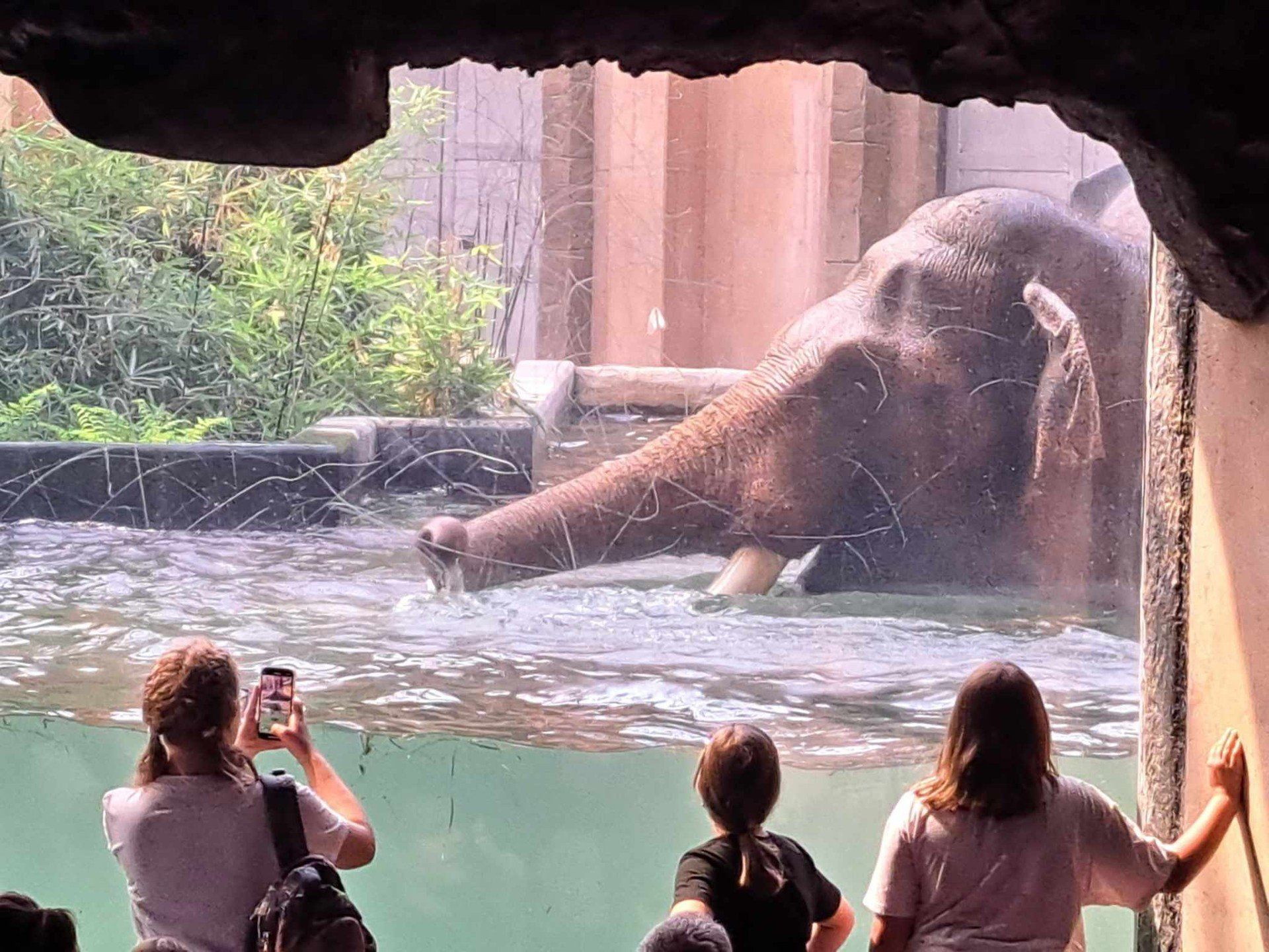 ZOO Łódź, kąpiel słoni