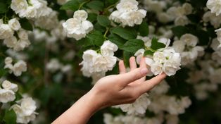 Pachnie obłędnie, a urośnie niemal wszędzie. Posadź zamiast hortensji
