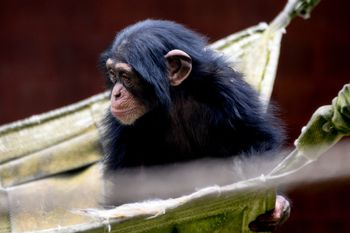 Mieszkańcy Gdańskiego Ogrodu Zoologicznego czekają na gości. W Dzień Dziecka wybierzcie się na spacer do zoo - mamy dla was przewodnik!