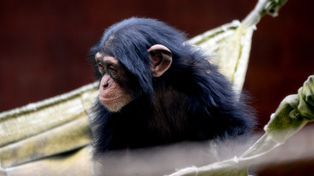 Mieszkańcy Gdańskiego Ogrodu Zoologicznego czekają na gości. W Dzień Dziecka wybierzcie się na spacer do zoo - mamy dla was przewodnik!