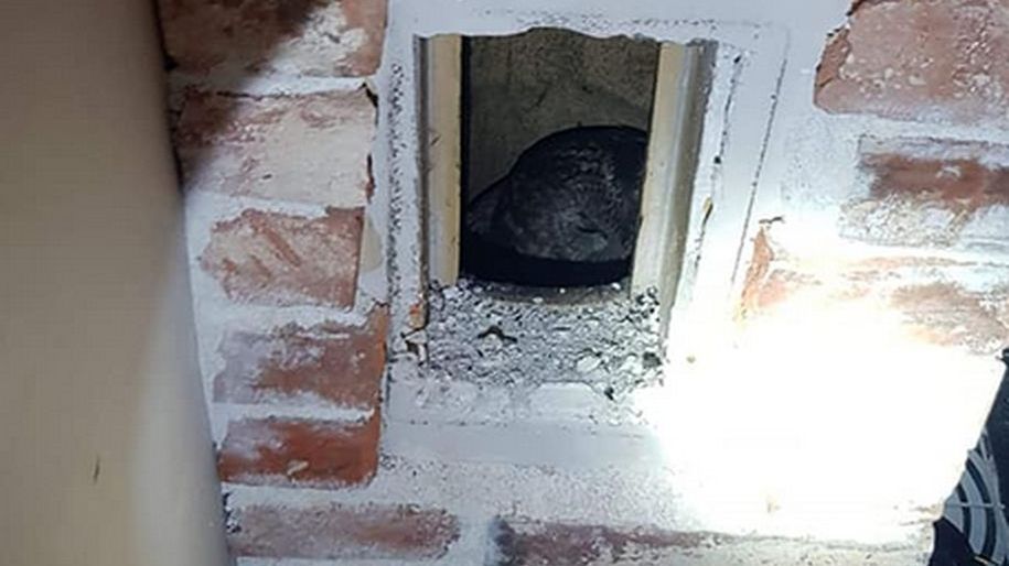 Sowa, która utknęła w kominie w Brzeszczach