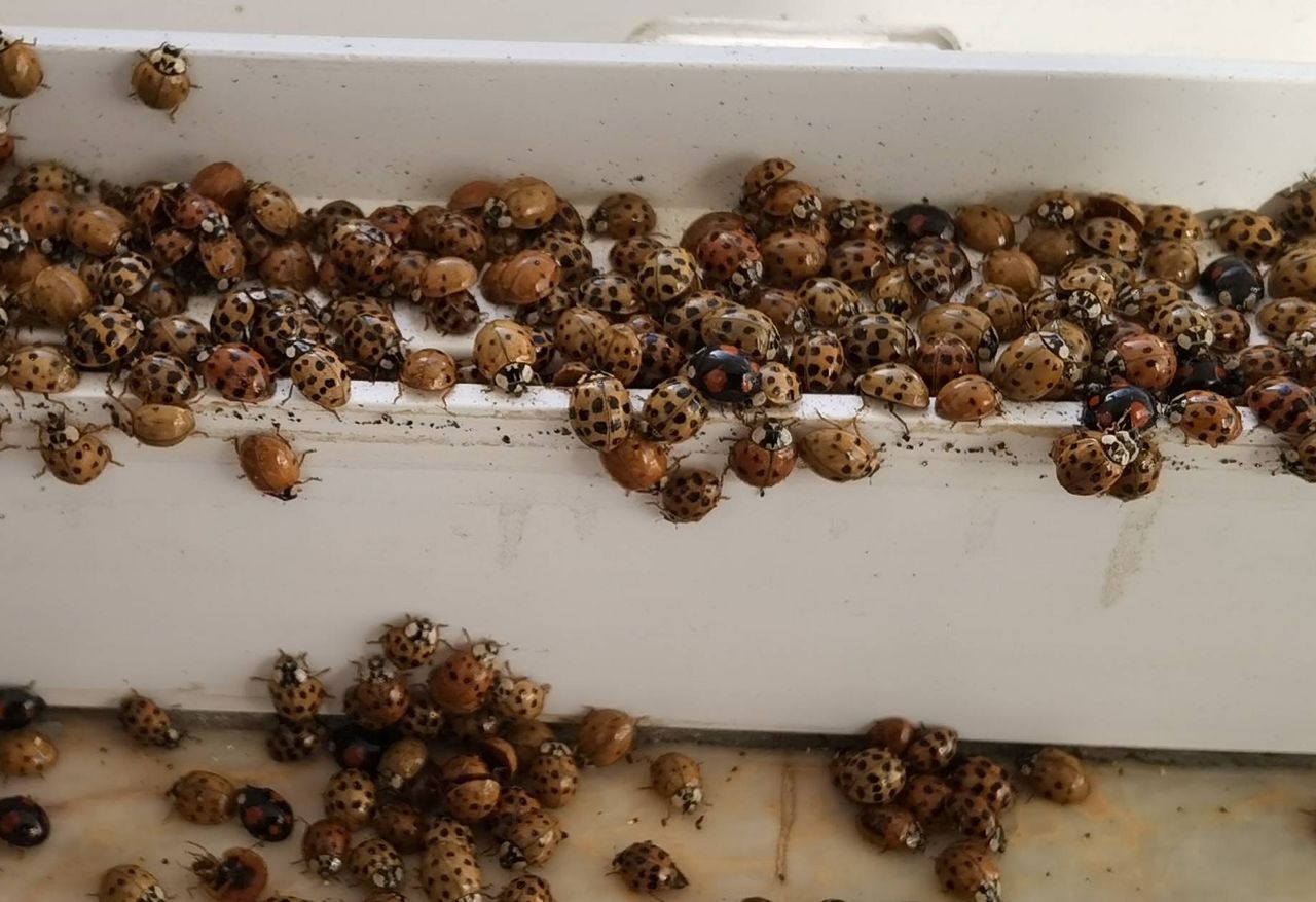 Asian lady beetle invasion: Simple home remedies to keep them out