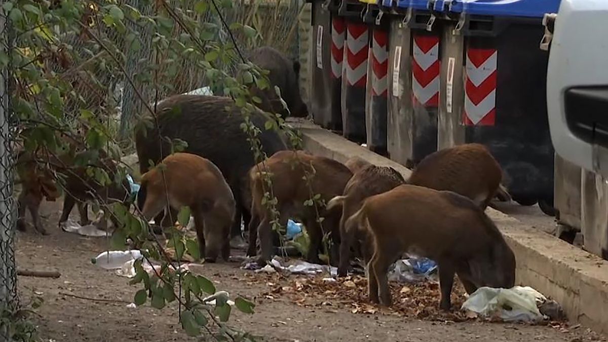 Dziki od jakiegoś czasu terroryzują mieszkańców Rzymu