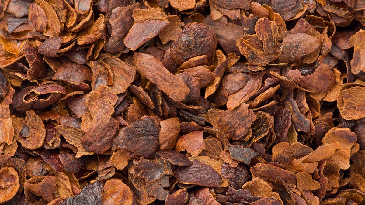 Cascara to suszona skórka i miąższ owoców kakaowca